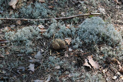 DSC_7912.thumb.jpg.4808fa57d6c9a464f8d16e5a137d8526.jpg