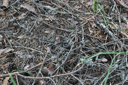 DSC_7917.thumb.jpg.cfe2b4788c95772ef129685cce2ed8cc.jpg
