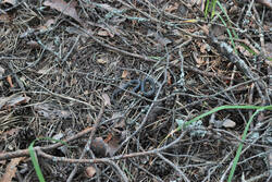 DSC_7918.thumb.jpg.dcf871b872f1dc3e722ed9f0d0a5c5fe.jpg
