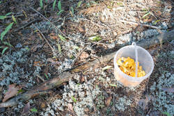 DSC_7920.thumb.jpg.94af6712cefe130d299add63ab16660e.jpg