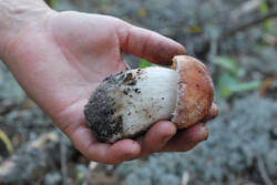 DSC_7923.thumb.jpg.c651e760995119d75780f501f9c8b2e2.jpg