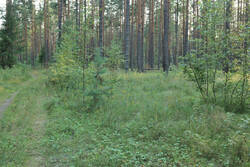 DSC_7936.thumb.jpg.93c4d5c384e88c427f9b2961070b41f9.jpg