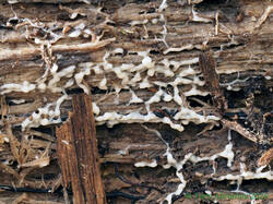 Diderma_montanum_AYV_20251011.jpg