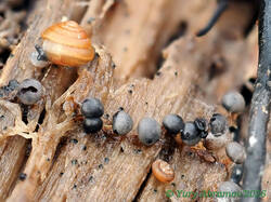Diderma_montanum_AYV_20251103-1.jpg