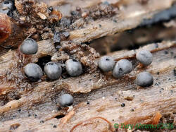 Diderma_montanum_AYV_20251103-2.jpg