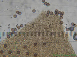Diderma_montanum_AYV_20260819-1.jpg