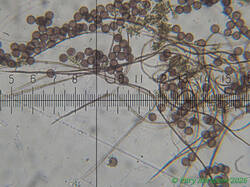 Diderma_montanum_AYV_20260819-2.jpg