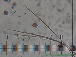 Diderma_montanum_AYV_20260819-3.jpg