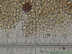 Diderma_montanum_AYV_20260819-4.jpg