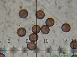 Diderma_montanum_AYV_20260819-5.jpg