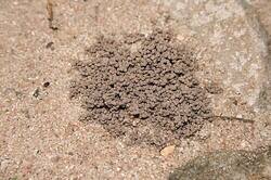 Earthworm_faeces.thumb.jpg.c9803b9a8907a8e52dfe8182611d6302.jpg