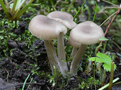 Entoloma_sp_1_SAE_20250830.thumb.jpg.bea2ec21c32ebac819c4dd5e4ca4a7f8.jpg