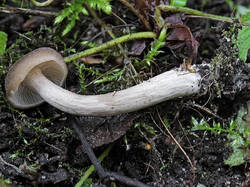 Entoloma_sp_2_SAE_20250830.thumb.jpg.54aa2e46196c6957dba09f2322562ed0.jpg
