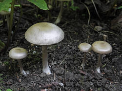Entoloma_sp_3_1_SAE_20250831.thumb.jpg.a12304f349d3c1a39aca3e2fd24a6ea0.jpg