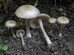 Entoloma_sp_3_2_SAE_20250831.thumb.jpg.ae3b0f465ceedcae2f3a67527176dbd7.jpg