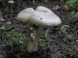 Entoloma_sp_4_SAE_20250831.thumb.jpg.03dd0e5704b963f8e3537eef7ad49baa.jpg