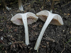 Entoloma_sp_5_SAE_20250831.thumb.jpg.5266853256867d18271a6a790b0eb5af.jpg