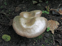 Entoloma_sp_6_SAE_20250906.thumb.jpg.5853341acd5a8d35945f06b7aa7bc1e4.jpg