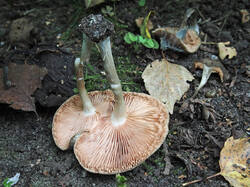 Entoloma_sp_7_SAE_20250906.thumb.jpg.40221e430a1921b656d337e932200ce2.jpg