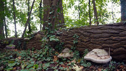 Fomes_fomentarius_AWP_202608_22.thumb.JPG.77f38595381ff2b0a713cf957a546886.JPG