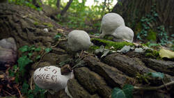 Fomes_fomentarius_AWP_2026_0822.thumb.JPG.8d698a0e66503633131d3fee1acf26ad.JPG