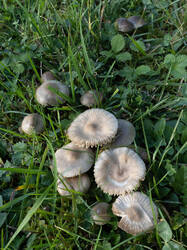 Gliophorus_irrigatus_MS_20250922_01.thumb.jpg.c350d3f397a136ce7bc1d753c5d5e694.jpg