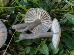 Gliophorus_irrigatus_MS_20250922_04.thumb.jpg.b3b02a969c7790511593c3c1b70bf198.jpg