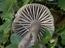 Gliophorus_irrigatus_MS_20250922_05.thumb.jpg.a373b19a7672fdc1c6d4ca3a39bdd21c.jpg