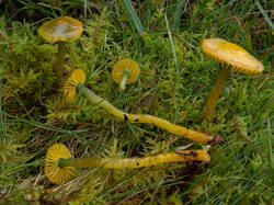 Gliophorus_psittacinus_MS_20201006_01.thumb.jpg.f77d91a0674df6bc3c12af26d7eb2966.jpg