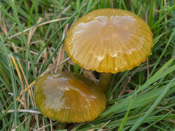 Gliophorus_psittacinus_MS_20250919_06.thumb.jpg.1b14494cf9e36c220137f7801581cb37.jpg