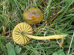 Gliophorus_psittacinus_MS_20250919_07.thumb.jpg.728fd427f8738e73d61d7bfe6b9b5762.jpg