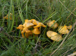 Gliophorus_psittacinus_MS_20250919_11.thumb.jpg.9afe86947af82f1860014a7eaa81c629.jpg