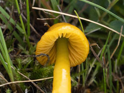 Gliophorus_psittacinus_MS_20250919_13.thumb.jpg.c813475f2a476abb8a04bb0e4a091c1b.jpg