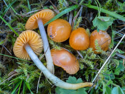 Gliophorus_psittacinus_MS_20250922_14.thumb.jpg.c126b942d0371fa4a0a3e9fd6ddf3b80.jpg