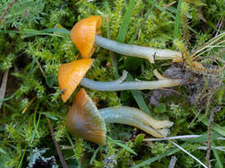 Gliophorus_psittacinus_MS_20250922_15.thumb.jpg.326eb56599fa918cf8018cee63992d49.jpg