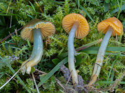 Gliophorus_psittacinus_MS_20250922_16.thumb.jpg.afaae3b8b8900834b4cc8297a825b204.jpg