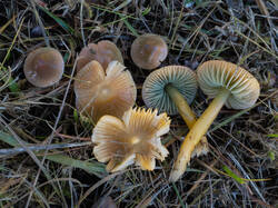 Gliophorus_psittacinus_MS_20251010_17.thumb.jpg.0091e7ffcc1f304b048e2295e64acd1d.jpg