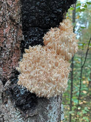 Hericium_coralloides_1_LE_20210915.thumb.jpg.5ed9b6f2d9d71f4e4134cf3014c1cd9c.jpg
