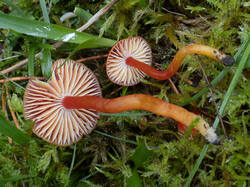 Hygrocybe_coccinea_MS_20200929_01.thumb.jpg.bd22f48cff5d961cbf429b22590c18f9.jpg