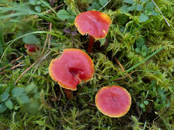 Hygrocybe_coccinea_MS_20200930_02.thumb.jpg.dda8970fd0160e5a6e237277b3eb8d49.jpg