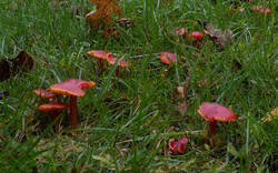 Hygrocybe_coccinea_MS_20201006_03.thumb.jpg.c8cac6bdfed9abf5030a77d4058d6d50.jpg