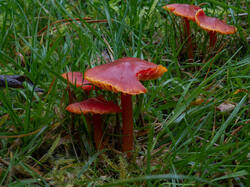 Hygrocybe_coccinea_MS_20201006_04.thumb.jpg.6664b33d66d8de9bf22040e99daecdca.jpg