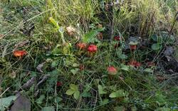 Hygrocybe_coccinea_MS_20250919_05.thumb.jpg.d2d888313ded530545426a12ebfdefa5.jpg