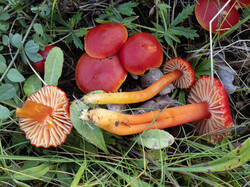 Hygrocybe_coccinea_MS_20250919_06.thumb.jpg.d3ef5259a679d6b45a24fd09380d851f.jpg