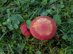 Hygrocybe_coccinea_MS_20250922_07.thumb.jpg.93a2bc8566bef40eccb658ecc7d0812a.jpg