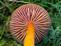 Hygrocybe_coccinea_MS_20250922_08.thumb.jpg.cda921401935894f468da3852369958b.jpg