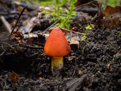 Hygrocybe_conica_MS_20230826_01.thumb.jpg.83c4afb32e432dbe3d8e86a4d2104556.jpg