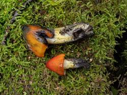 Hygrocybe_conica_MS_20230826_02.thumb.jpg.7c5420cb433bbb045ba6ebe1058c5336.jpg