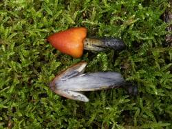 Hygrocybe_conica_MS_20230826_03.thumb.jpg.cdc45edf4564be7f9630e43af62c7ccb.jpg