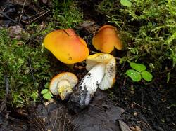 Hygrocybe_conica_MS_20230826_04.thumb.jpg.ae21a8a018ae04e9b9a50e76aa353ec9.jpg